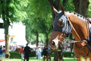 競馬